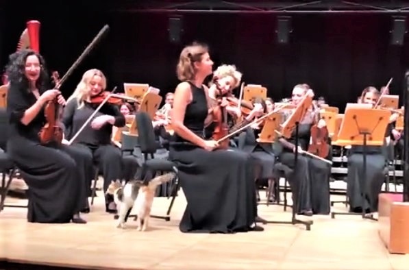 Кошка вышла на сцену перед выступлением оркестра и покусала музыканта