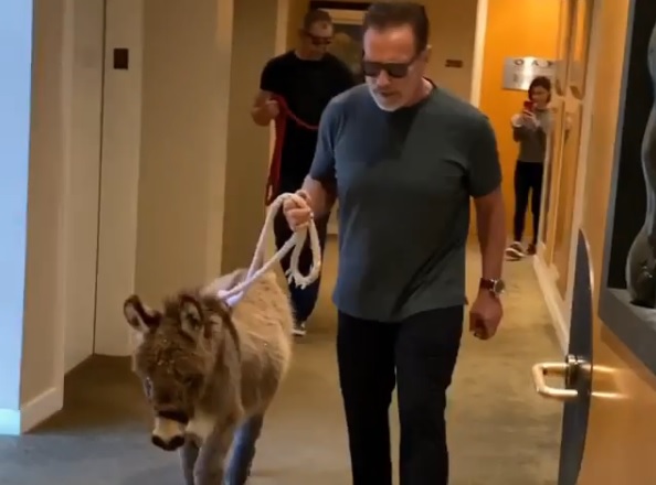 Арнольд Шварценеггер пришел на работу с ослом