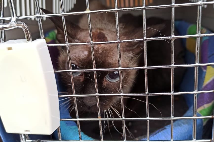 Столичные спасатели сняли просидевшую неделю на крыше кошку