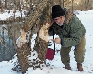 Корреспондент «ВМ» рассказал, где в Москве можно увидеть бобров