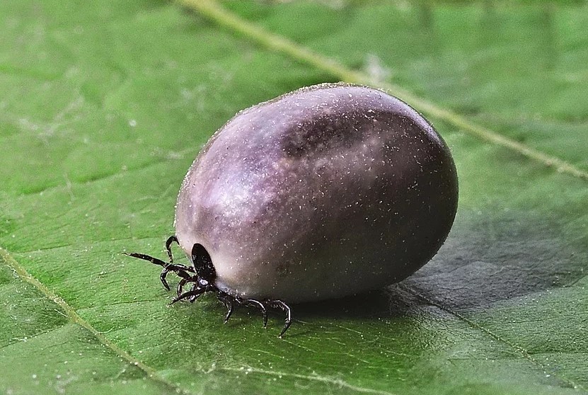 Названы регионы, где чаще всего заболевают клещевым энцефалитом