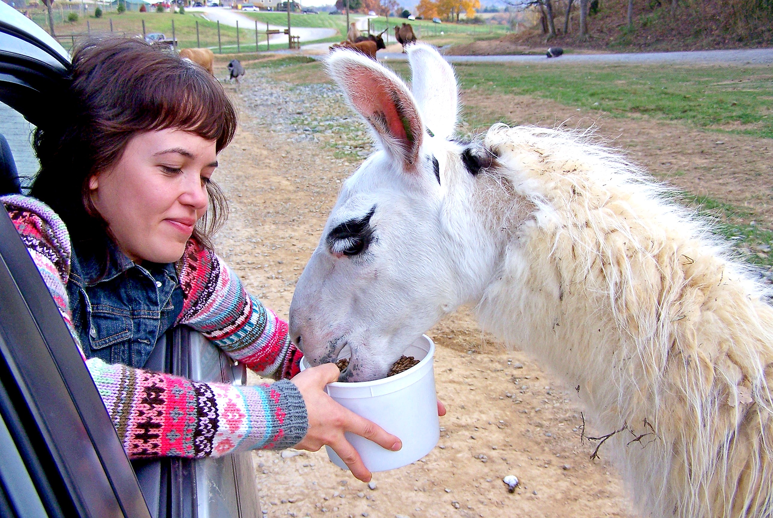 Москвичка Валентина Грибанова подкармливает ламу во время поездки по национальному парку «Шанандоа» в американском штате Вирджиния