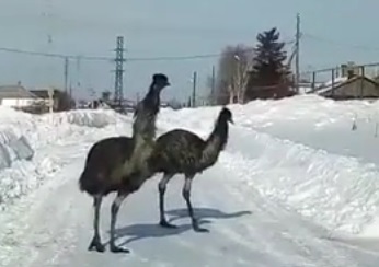 Страусы не торопились уступать дорогу машине