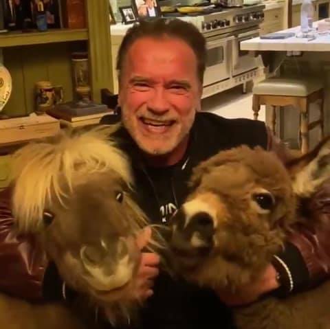 Шварценеггер покормил из своей тарелки ослицу и пони