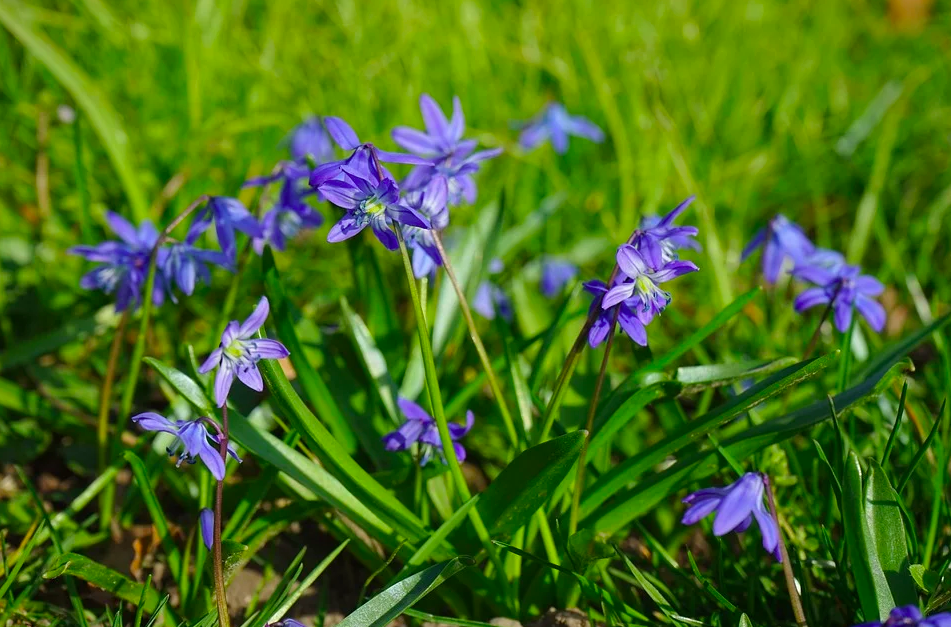 В Москве зацвели «голубые подснежники»