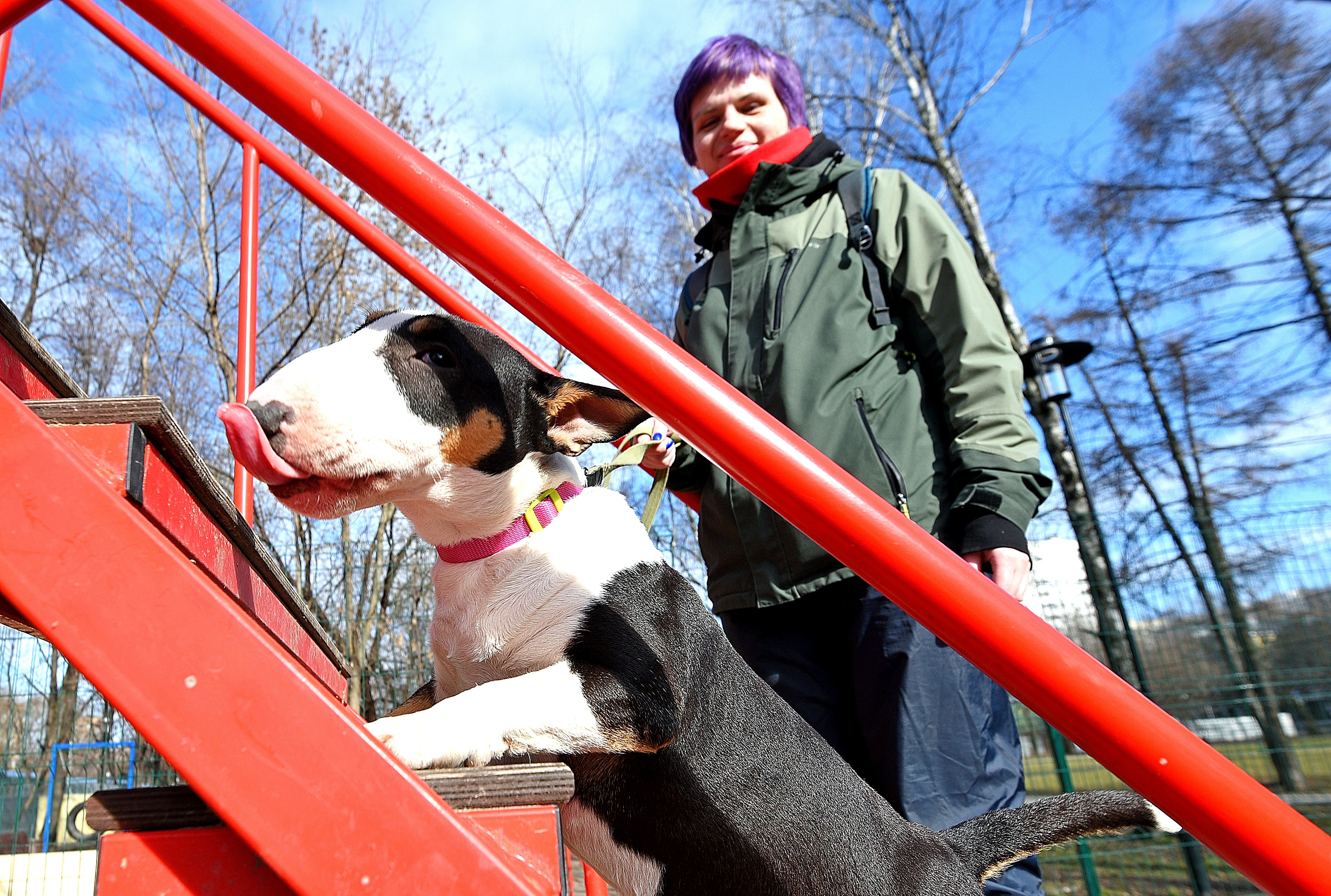 Мини-бультерьер Кира штурмует спортивный снаряд, предназначенный для крупных собак