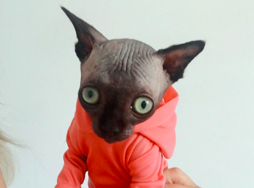 Кошка-сфинкс с патологией стала звездой Instagram