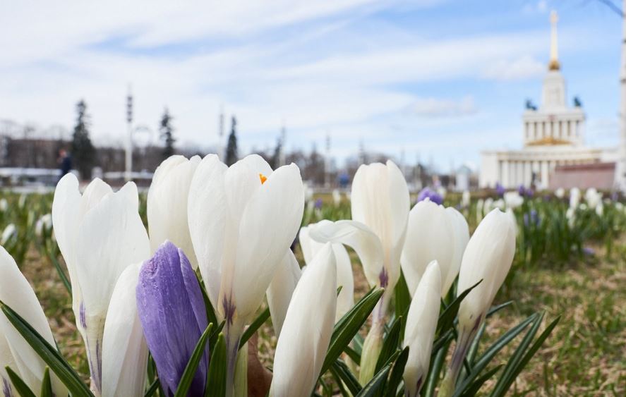 Крокусы распустились в Москве раньше срока