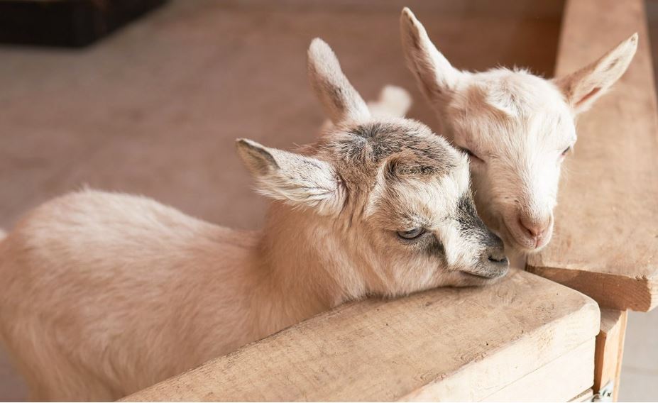 Москвичам предложили выбрать имена зааненским козлятам