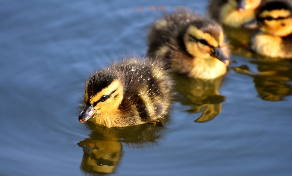 Орнитологи до июня собираются регистрировать сроки полета и гнездования околоводных и водоплавающих пернатых