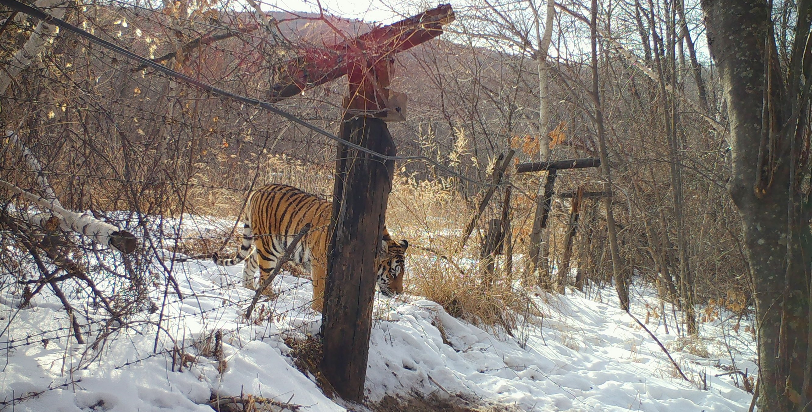 Тигрица из Лазо