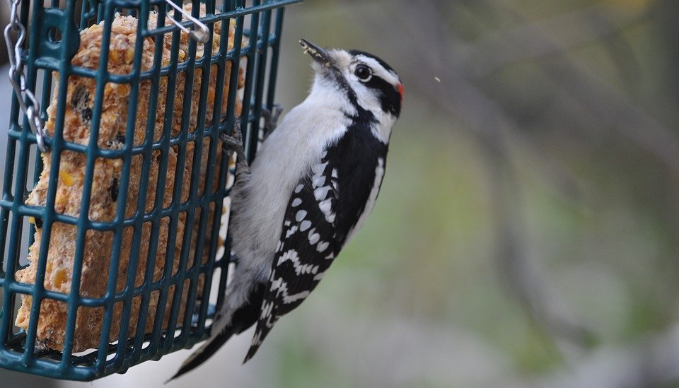 Более 50 видов краснокнижных птиц и млекопитающих зафиксировали в Москве в 2020 году
