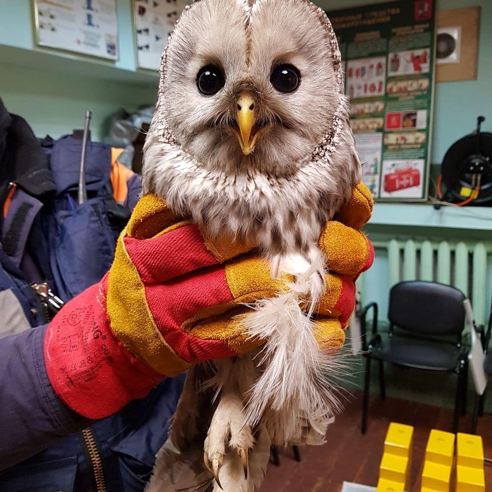 Добровольцы в Москве спасли залетевшую в жилой дом сову