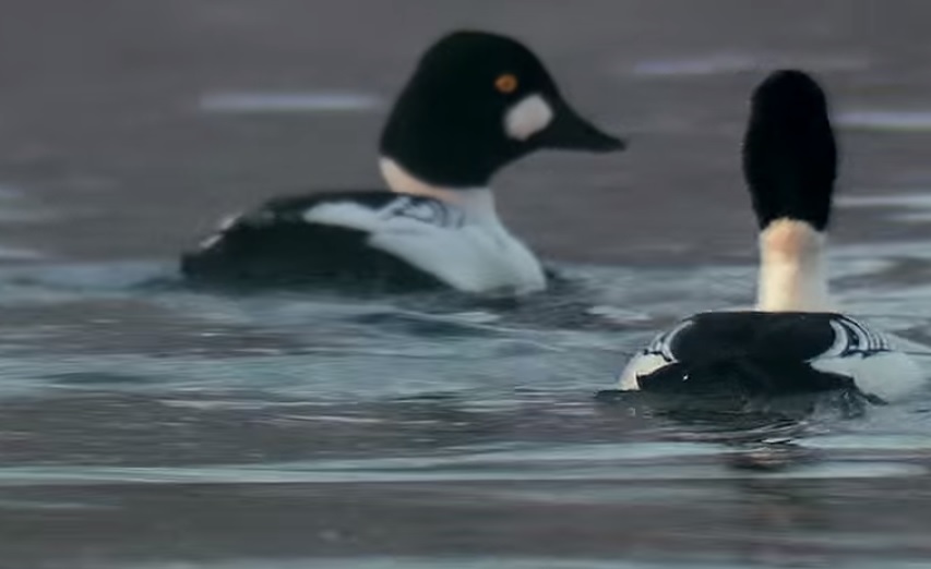 Орнитологи уверяют: гоголи — мастера самопрезентации