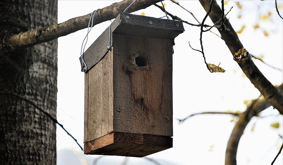 Сейчас в распоряжении экологов уже есть 30 домиков для птиц