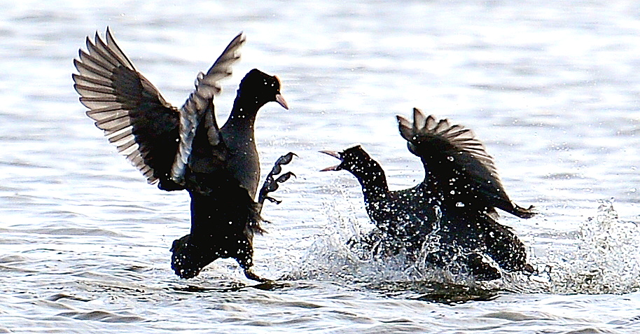 Мосприрода подготовила видеолекцию о болотах и их обитателях
