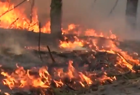 Пожары в Чернобыльской зоне не повлияли на радиационный фон в Брянской области