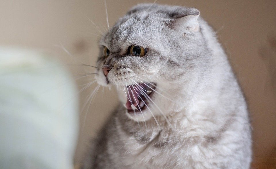 Кошка впервые заразилась коронавирусом во Франции