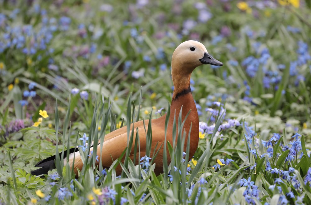 Первые утята появились на природных территориях Москвы