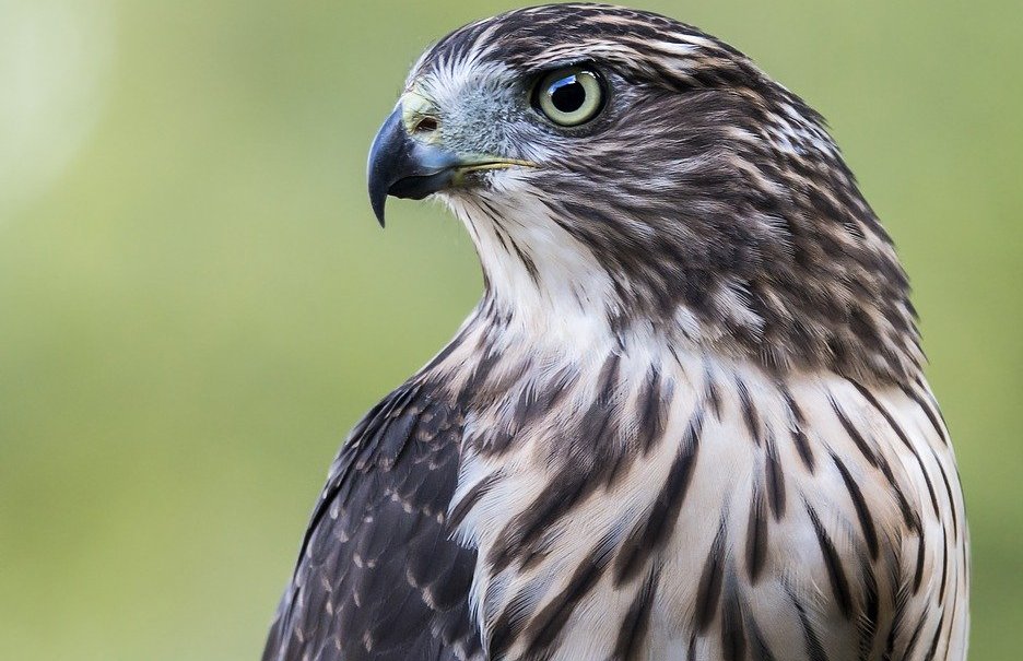 Дом правительства РФ зачистят от ворон с помощью ястреба