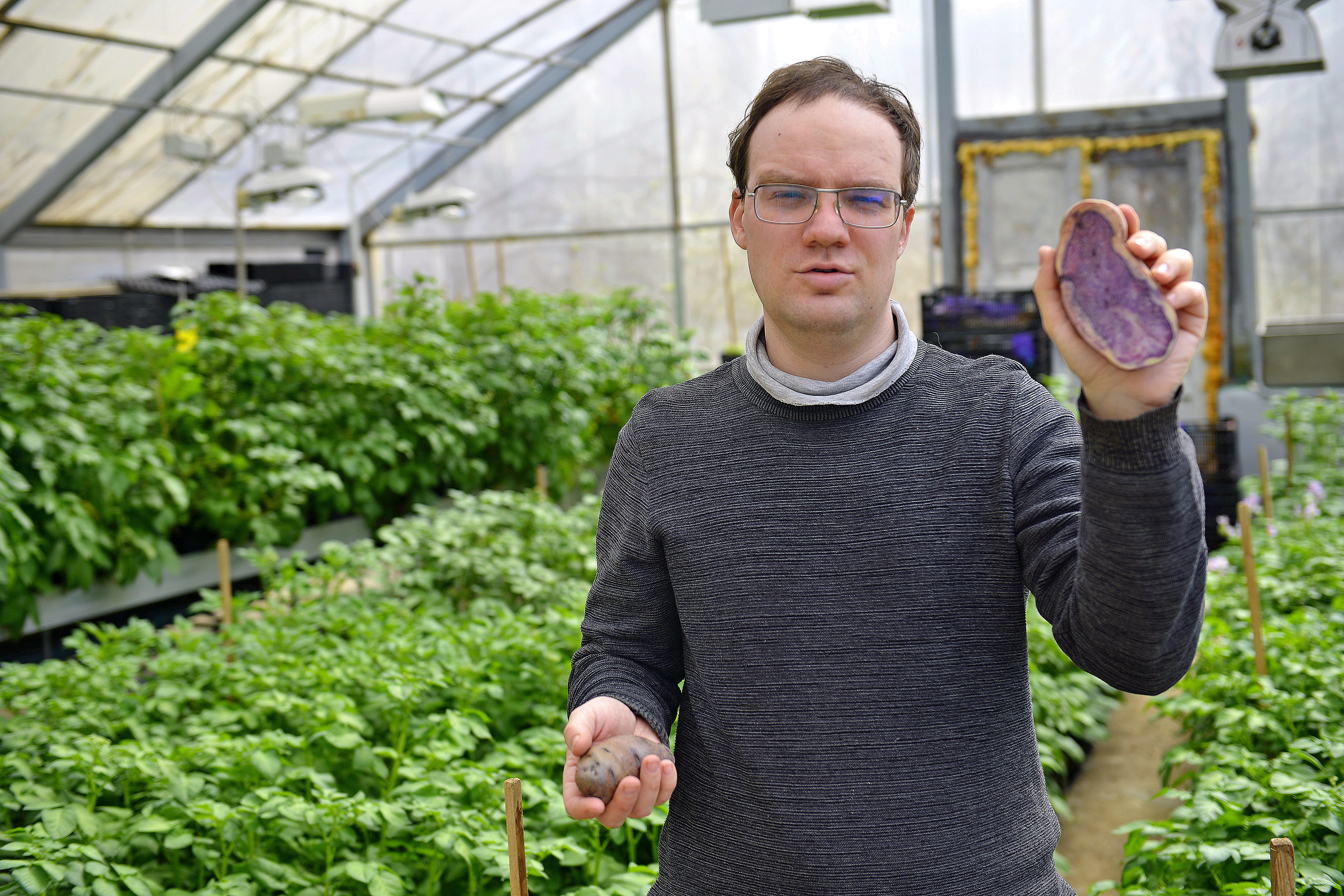 Сергей Пастухов, агроном по семеноводству Полевой опытной станции Российского государственного аграрного университета имени К. А. Тимирязева, показывает первые образцы фиолетовой картошки