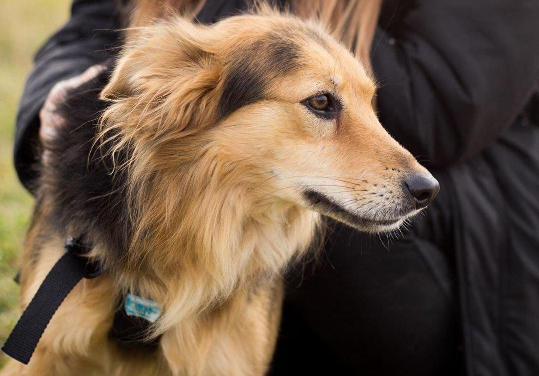 Выбрать себе четвероногого друга можно в онлайн-каталоге или в аккаунтах приютов в соцсетях