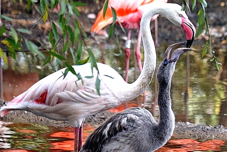 Окрас взрослых фламинго — розовый, а у детенышей пух серого цвета. Как у родителя, он станет только через год