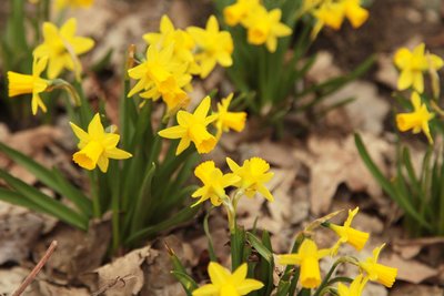 Нарциссы, мускари и пролески распустились в парках Москвы раньше срока