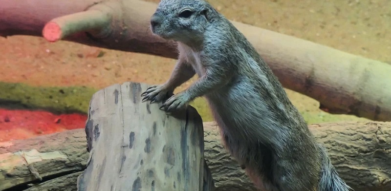 Грызуны содержатся в условиях, приближенных к естественным