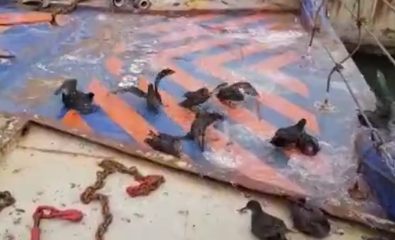 По словам орнитологов, буревестников, возможно, подвел инстинкт