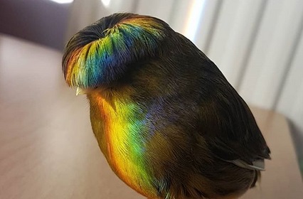 Канарейка с «модной прической» стала популярной в Сети