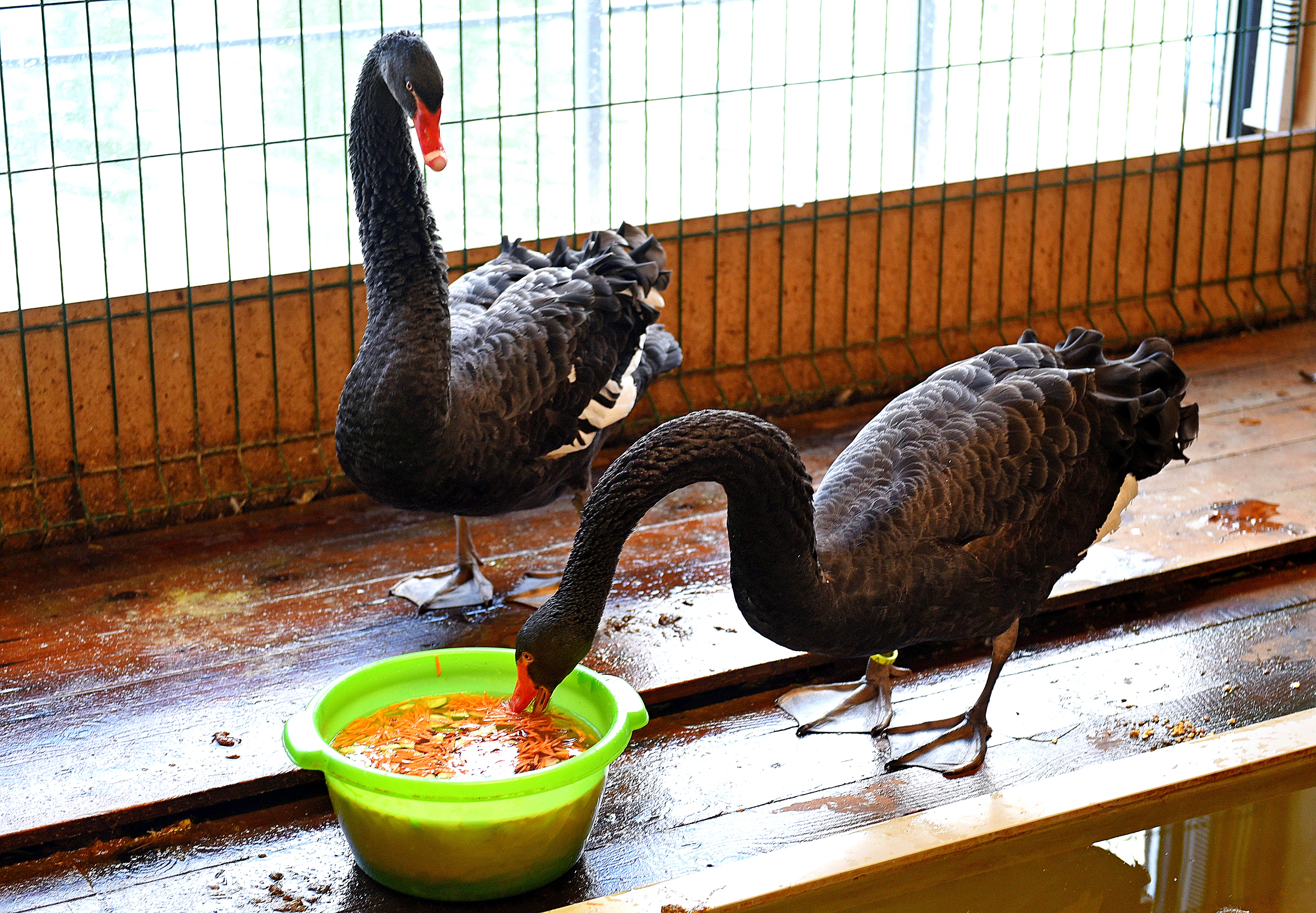 На обед пара черных лебедей из Парка Горького получила фруктово-овощную нарезку