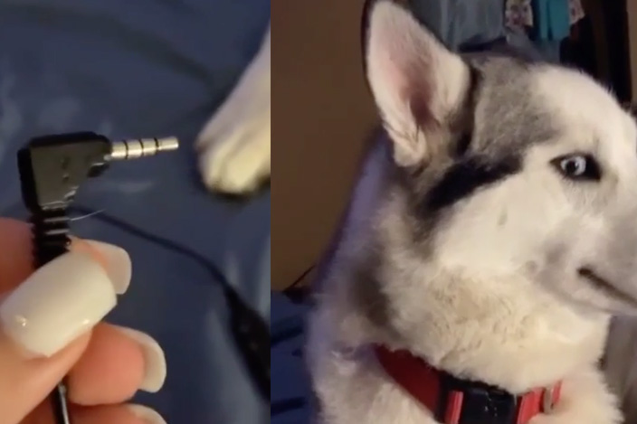 Реакция пса на ругань хозяйки сделала его звездой Сети