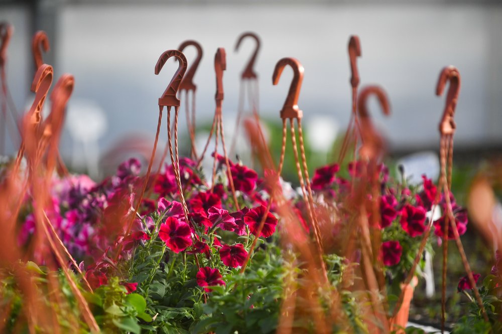 «Крайне самонадеянно»: биолог Онистратенко разрушил миф о растениях-алкоголиках