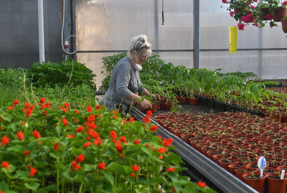 Современный тепличный комплекс появился в Новой Москве