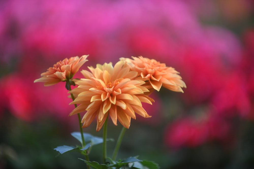 Цветущий сад на балконе: как создать домашний зеленый уголок не выходя из дома