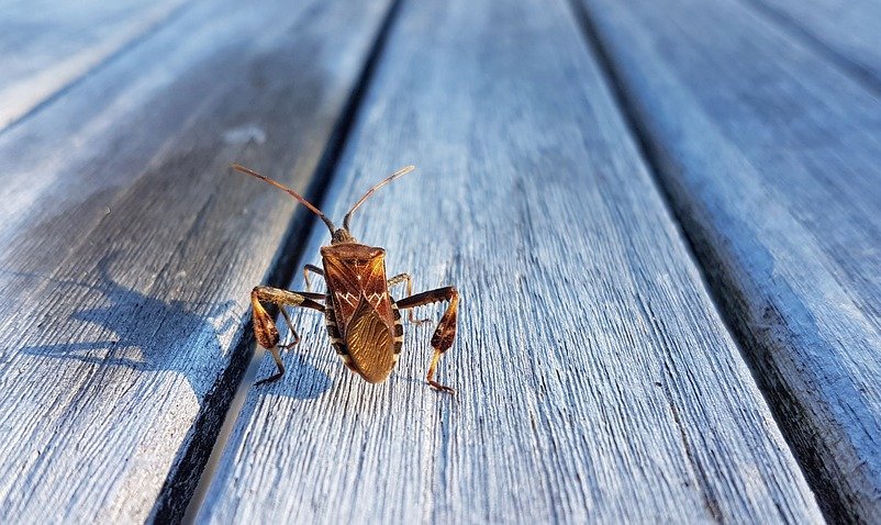 Бороться с клопами своими силами не стоит. Так и будут путешествовать за вами по дому...