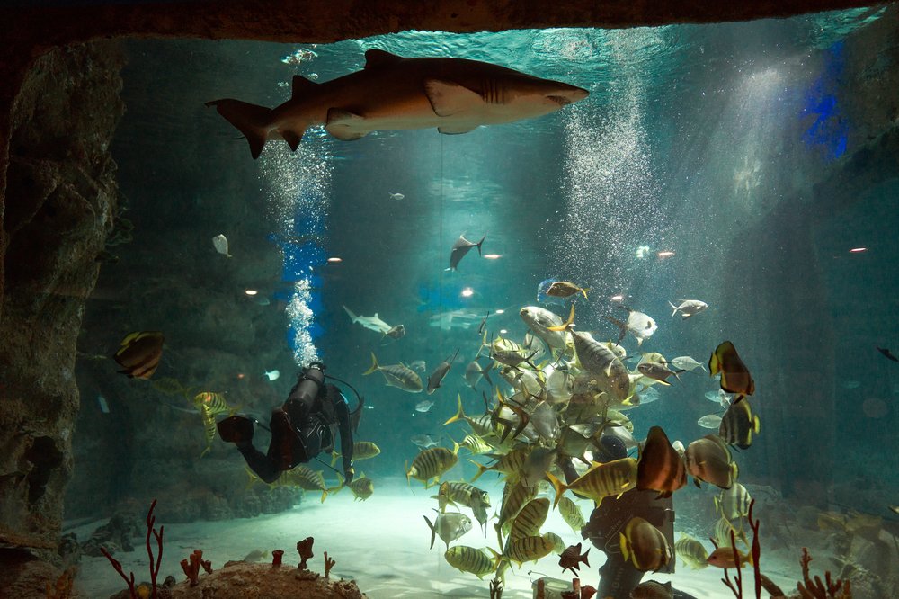 Москвариум покажет жителям столицы «Океан в космосе»