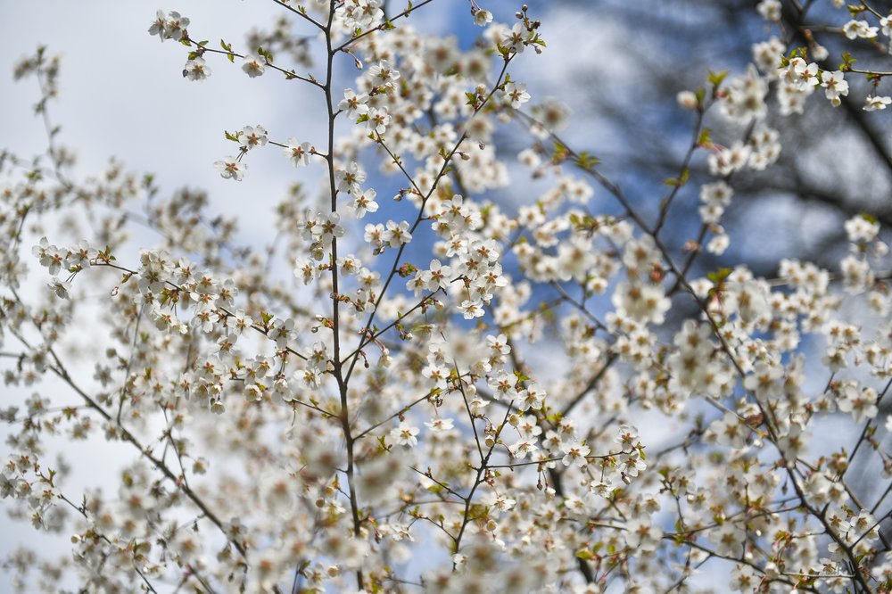 Стало известно, когда в Москве зацветет сакура