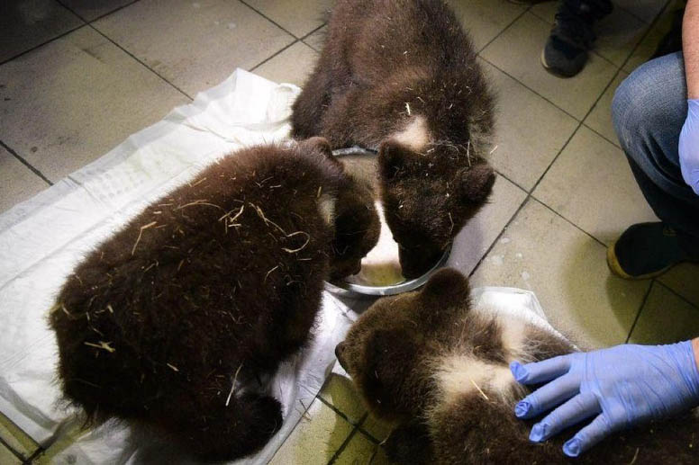 Местные жители спасли трех медвежат в Ханты-Мансийском автономном округе