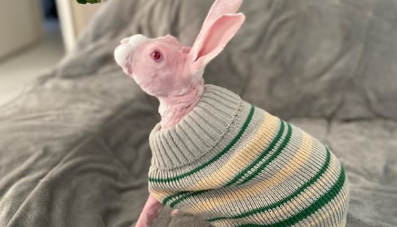 Кролик ежедневно дарит членам семьи хорошее настроение