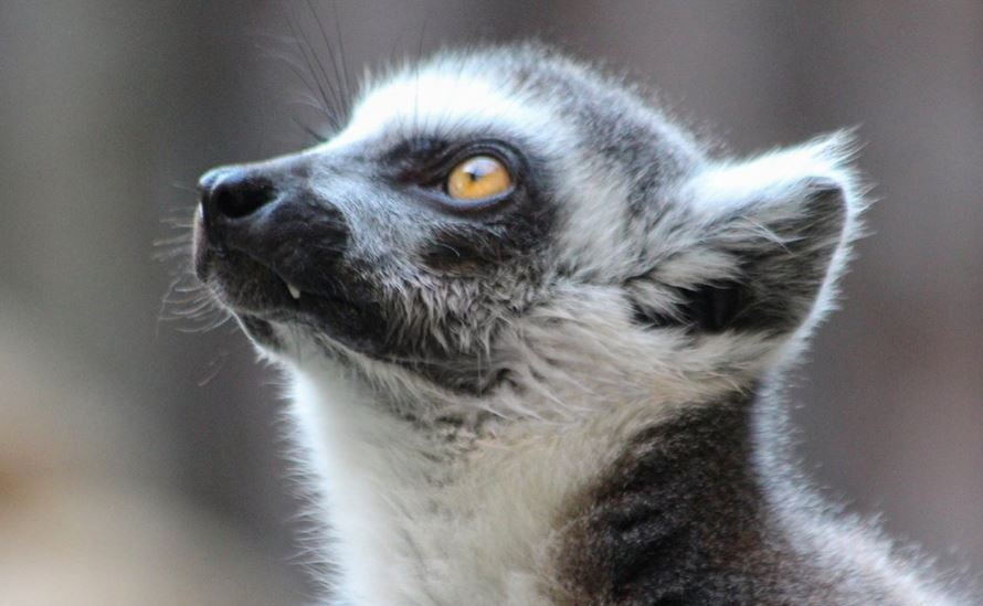 Детеныш редкого кошачьего лемура появился на свет в Московском зоопарке