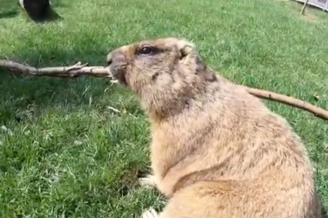 Проснувшиеся в Московском зоопарке сурки набирают вес по плану