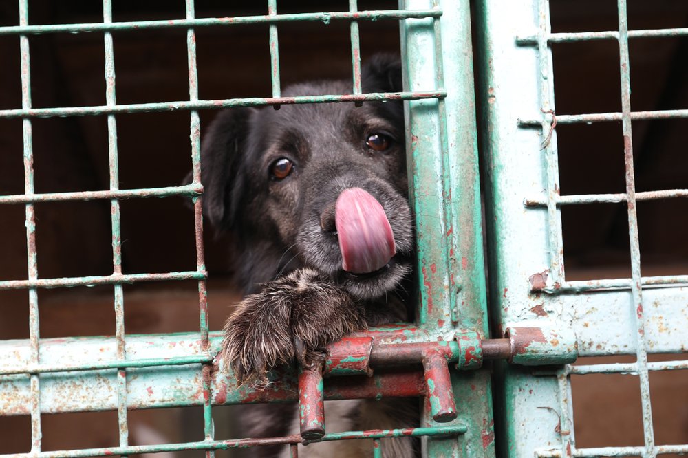 Добровольцам разрешат посещать животных из городских приютов