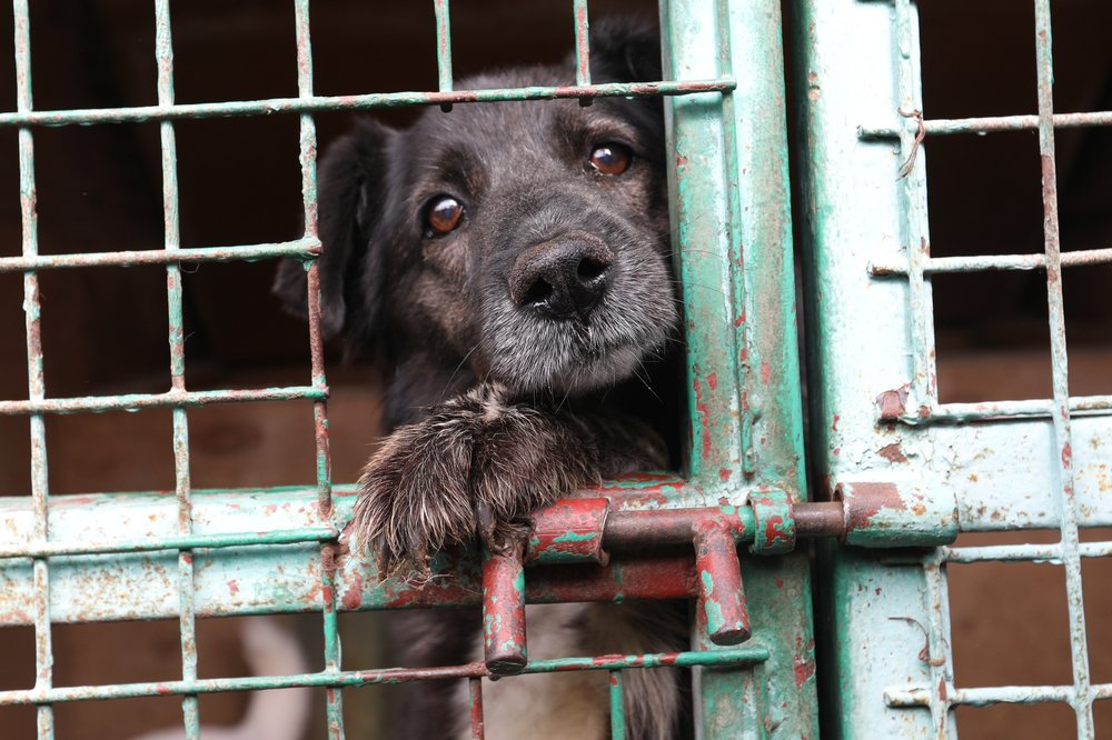 День бездомных животных пройдет в Дарвиновском музее