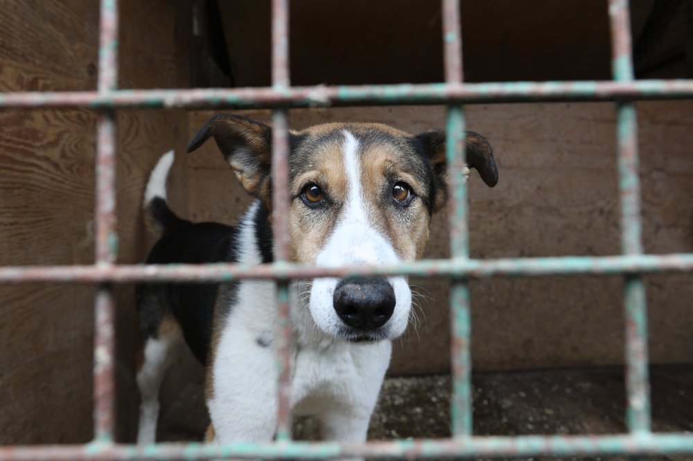 «Правовая яма»: зоозащитники рассказали, как решить проблему выброшенных на улицу питомцев