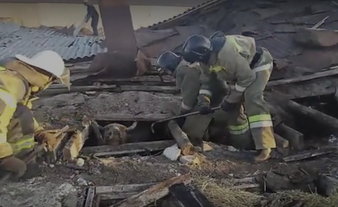 Здание фермы с животными внутри обрушилось под Челябинском