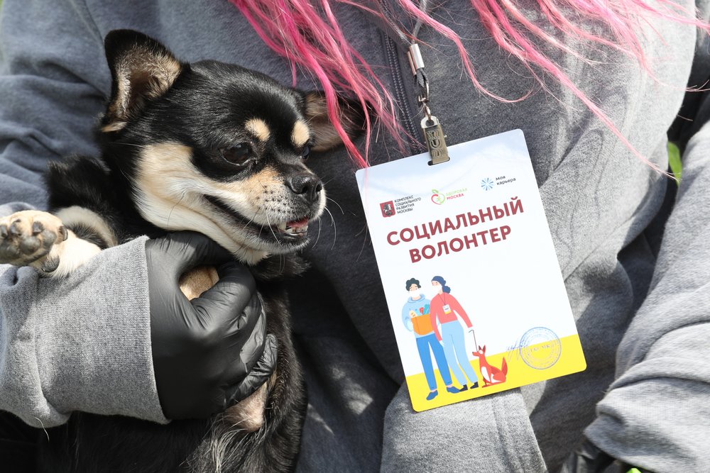 Внимание и забота: как социальные волонтеры помогают питомцам пожилых москвичей