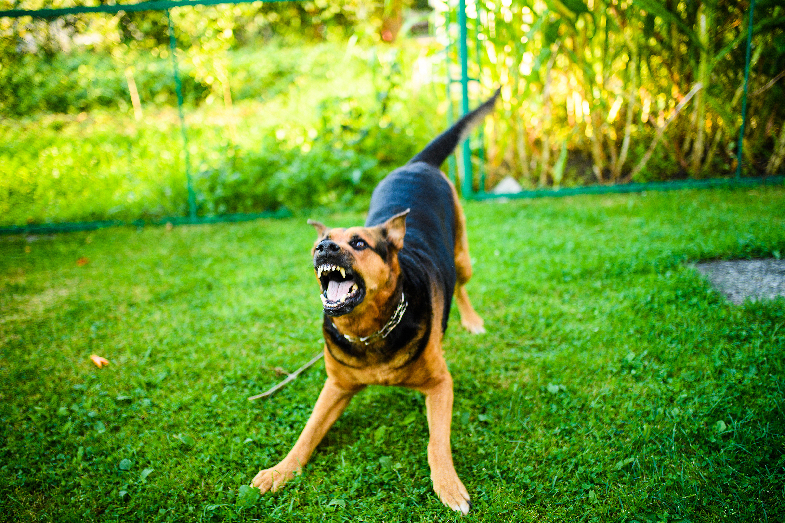 Самая высокая в мире собака установила еще один рекорд