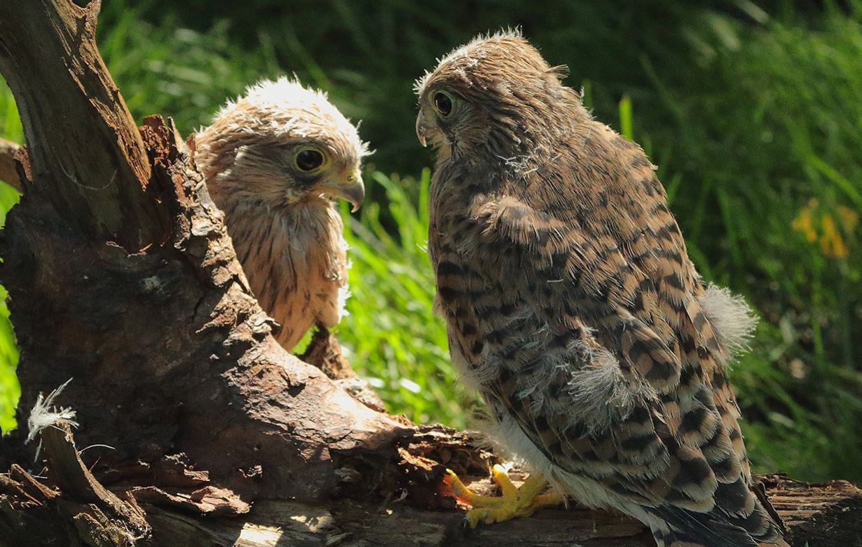 Пустельги и чеглоки начали гнездиться на ВДНХ и в парке «Останкино»